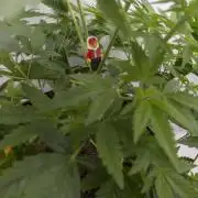 Kannabia Sunset Sherbet Go Fast  Biotabs