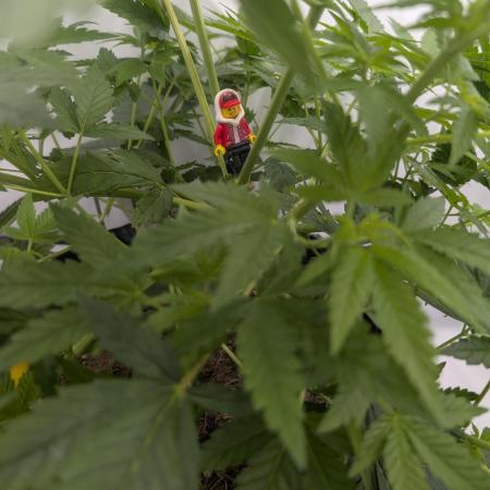 Kannabia Sunset Sherbet Go Fast  Biotabs