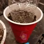 Auto diesel 