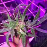 Blue Dream - DWC - First Grow Ever
