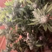 Magic Terp
