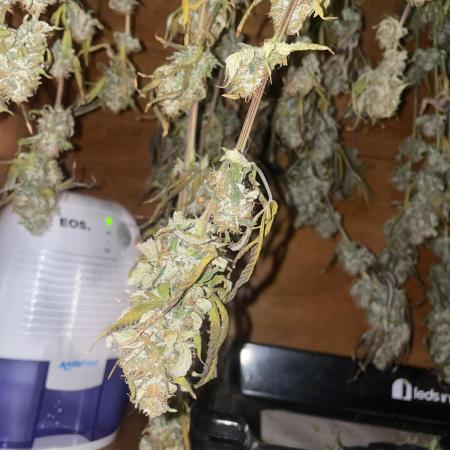 Magic Terp