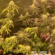 Magic Terp