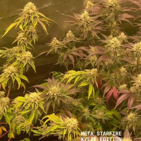 Magic Terp