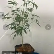 Magic Terp