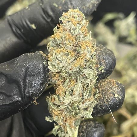 Magic Terp