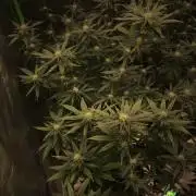 Magic Terp