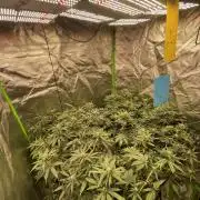 Magic Terp