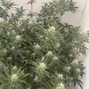 Magic Terp