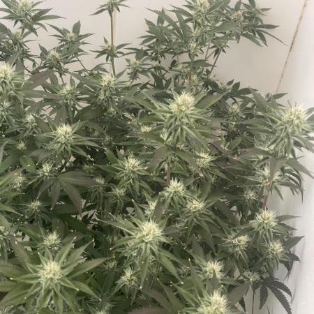 Magic Terp