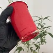 Magic Terp