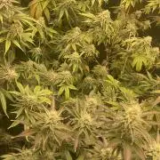 Magic Terp