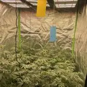 Magic Terp