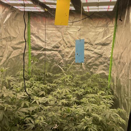 Magic Terp