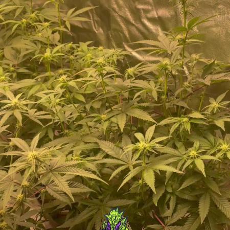 Magic Terp