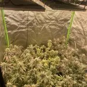 Magic Terp