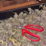 Magic Terp