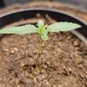 First run with Sensi Seeds - Organic