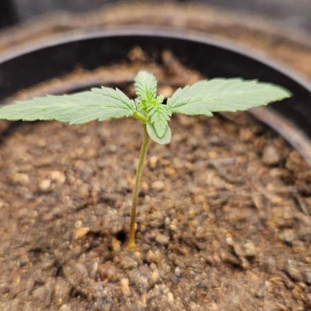 First run with Sensi Seeds - Organic
