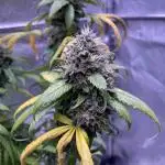 Georgia Pie - Kush Brothers