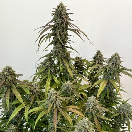 Medusa F1 - Auto