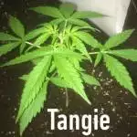 #1 Grow 2018