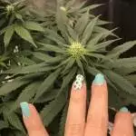 Wedding Cake Auto