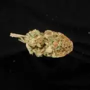 Stardawg