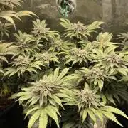 Atomic Blue Dream
