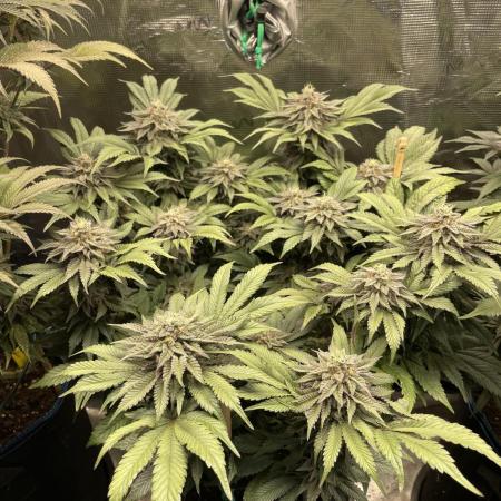 Atomic Blue Dream