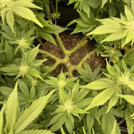 Atomic Blue Dream