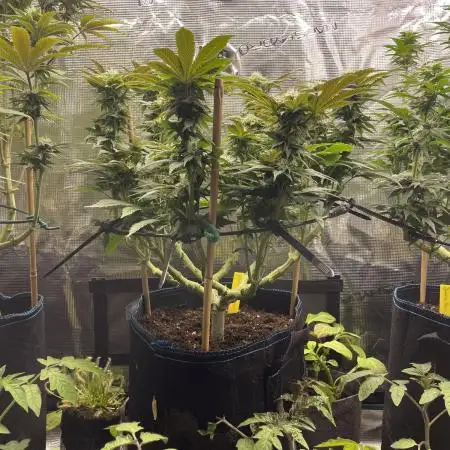 Atomic Blue Dream