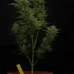Cherry Zoap