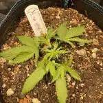 Banana Blaze // Dutch Passion Growing Competition 2025