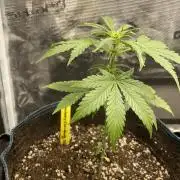 Strawberry Chemdawg OG