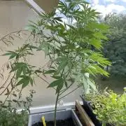Alaskan Do-Si-Dos