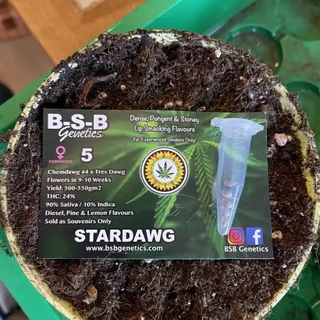 Stardawg