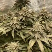 Slurricane