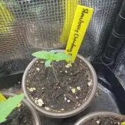 Strawberry Chemdawg OG