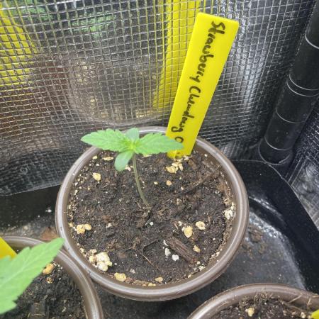 Strawberry Chemdawg OG
