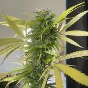 Tropicanna Poison