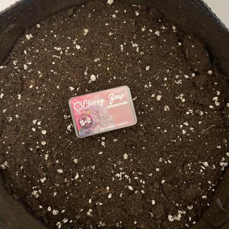 Cherry Zoap (II)