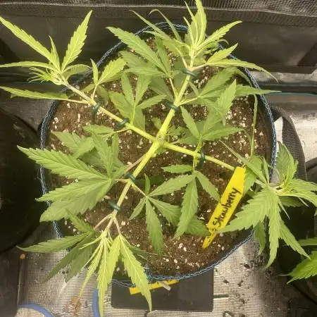 Strawberry Cough