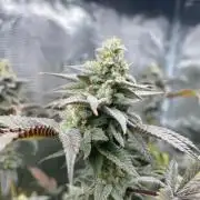 Jelly Breath