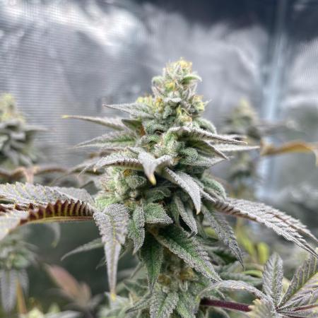 Jelly Breath