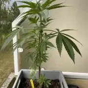 Tropicanna Poison
