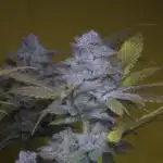 Blue Zushi