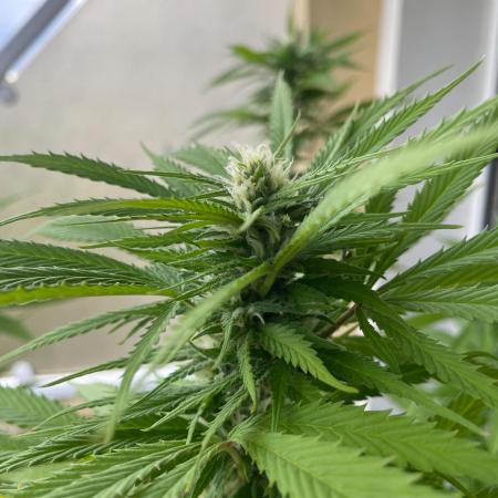 Tropicanna Poison