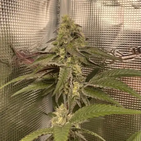 Tangerine Dream