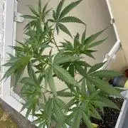 Tropicanna Poison